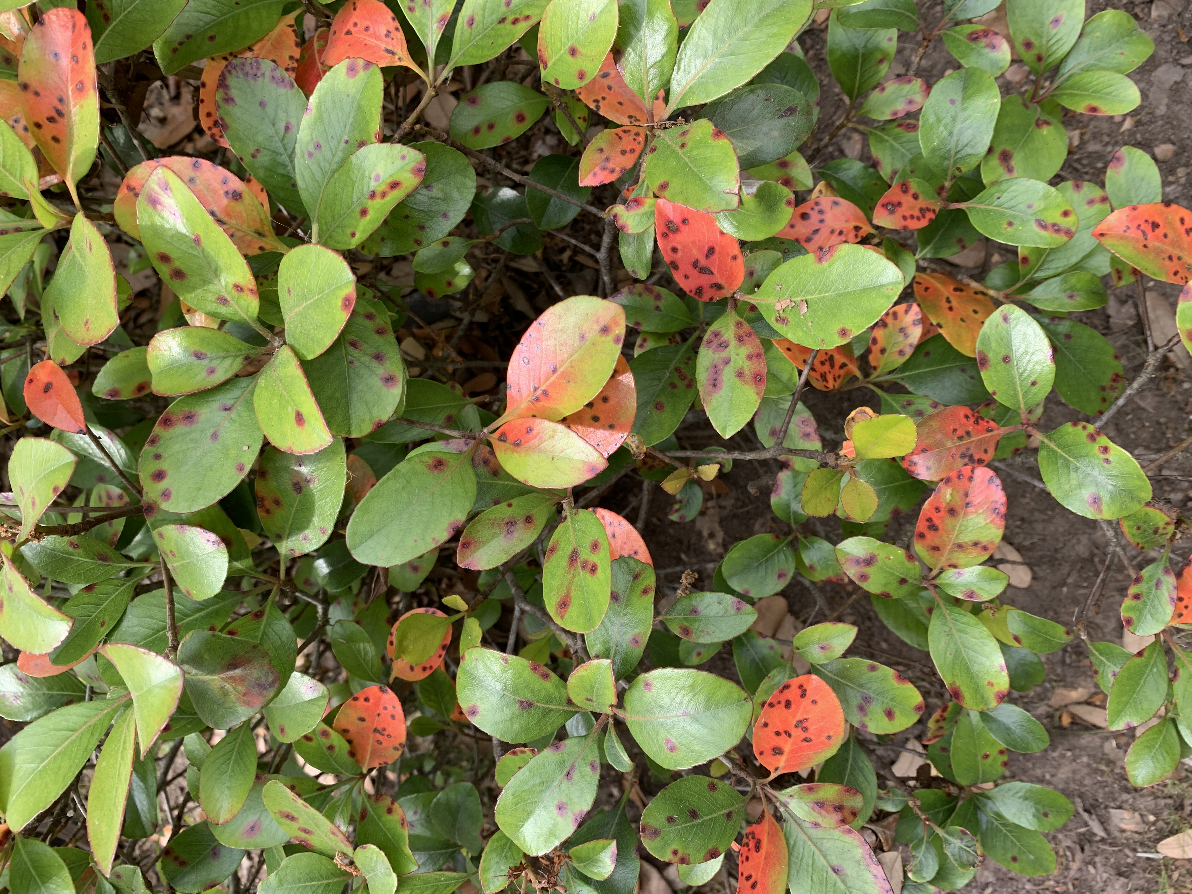 Leaf spot disease appearing on Indian hawthorn